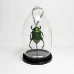 Natuur Historische Decoratie. Bladsprietkever